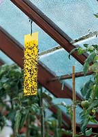 Insect strip hanging in greenhouse