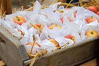 Apples wrapped individually in tissue paper and stored in a wooden tray