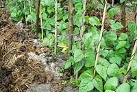 Heavily manured rows of Runner Beans climbing on rustic poles and canes