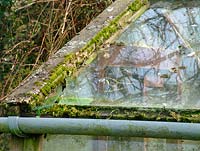 Derelict greenhouse with broken glass and build-up of moss, algae and lichen