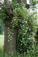 Rosa canina - Dog Rose scrambling through a tree in hedgerow