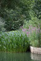 Waterside planting with Persicaria affinis 'Donald Lowndes'and Lythrum salicaria (Purple Loosestrife)