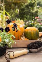 Using Pumpkin 'Jack O'Lantern' as a planting container for Viola and Stipa tenuissima. 
