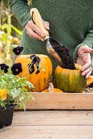Using Pumpkin 'Jack O'Lantern' as a planting container for Viola and Stipa tenuissima. Adding compost