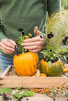 Using Pumpkin 'Jack O'Lantern' as a planting container for Viola and Stipa tenuissima. Adding berries for decoration
