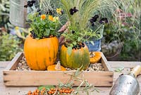 Using Pumpkin 'Jack O'Lantern' as a planting container for Viola and Stipa tenuissima. Watering newly planted containers
