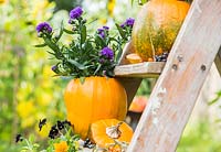 Using Pumpkin 'Jack O'Lantern' as a planting container for Asters, Viola and Stipa tenuissima. Newly planted containers 