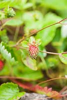 Fragaria vesca 'Muricata'. The Plymouth Strawberry