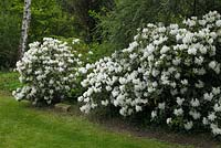 White Rhododendron in Spring border