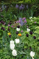 Spring border with Tulipa ‘Queen of Night' and Camassia cusiickii