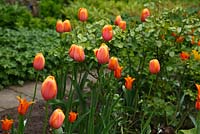 Spring border with Tulipa ‘Dordogne' and Tulipa 'Ballerina'