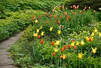 Spring border with Tulipa ‘Dordogne', Tulipa ‘Westpoint' and Tulipa 'Ballerina'