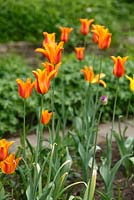 Tulipa 'Ballerina' - fragrant tulip