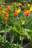 Tulipa 'Ballerina' - Fragant lily flowered tulip with Hosta 