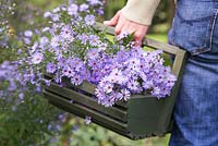 Woman carrying freshly cut Aster 'Little Carlow'