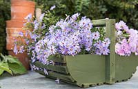 Trug of cut Aster 'Little Carlow'

