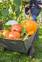 Harvested pumpkins placed in wheelbarrow. Pumpkin 'Crown Prince', 'Mammoth', 'Jack be Little' and 'Uchiki Kuri'