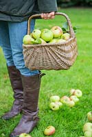 Harvested Apple 'Bramley' with windfall. Malus domestica