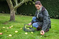 Woman collecting windfall of Apple 'Bramley'. Malus domestica