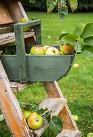 Trug of harvested Apple 'Bramley' surrounded by windfall. Malus domestica