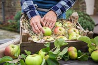 Woman arranging Box of harvested Apple 'Bramley'. Malus domestica