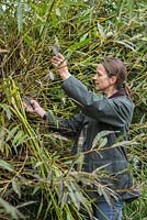 Woman harvesting Willow wands