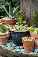 Display of succulents in pots including Aloe Vera