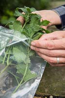 Putting cuttings of Catmint Nepeta mussinii into a plastic bag