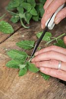Removing leaves from cuttings of Catmint (Nepeta mussinii)