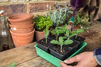 Cuttings of Catmint (Nepeta mussinii)