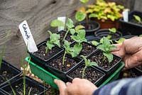 Placing Catmint - Nepeta mussinii cuttings in coldframe