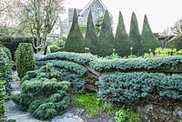 Espaliered cedar in the Pinetum, with serrated yew hedge in the Canal Garden beyond. 