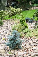 Conifers set into a cobbled bed in the Pinetum