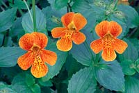 Mimulus 'Orange Glow', suitable for bog-gardens and the edge of streams