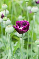 Deep purple opium poppy.