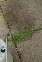 Using chemical weedkiller on patio weeds