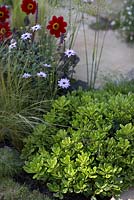 Dahlia 'Romeo', Catananche caerula, salvia, Stipa tenuissima, Briza media and Pittosporum tobira 'Nanum'. 'Four Corners'. RHS Hampton Court Flower Show 2013.  