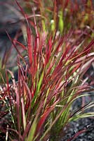 Imperata cylindrica 'Rubra' - Blood grass. 'Falls the Shadow'.  RHS Hampton Court Flower Show 2013.  