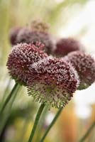 Allium 'Forelock'.  RHS Hampton Court Flower Show 2013.
