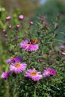 Aster novae - angliae 'Sayer's Croft' and Small Tortoiseshell butterfly