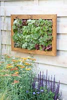 Vertical gardening - Sempervivum in frame mounted on wall