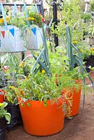 Vegetables in containers - leek - Allium porrum
