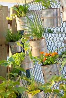 Modern container planting with Thymus, Allium schoenoprasum and Calendula
