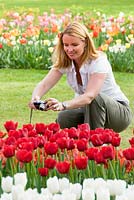 Woman photographing tulips