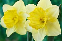 Narcissus  'Saint Patrick's Day'  Daffodil  Division 2 Large-cupped  