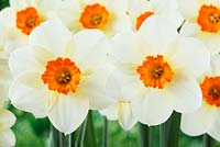 Narcissus 'Barrett Browning'  - Daffodil  Division 3,  Small-cupped 