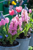 Spring containers with Anemone blanda 'Blue Shades', Anemone blanda 'White Splendour', Hyacinthus orientalis and tulips
