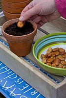 Sowing broad beans