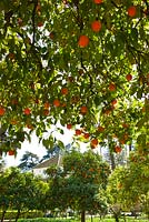 Seville Orange tree - Citrus aurantium in the Abode Garden at the Real Alcazar, Seville, Andalusia, Spain