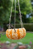 A bird feeder made from a small Pumpkin